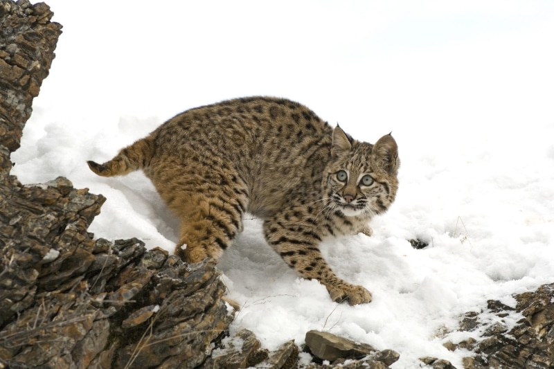 cute, looking, day, vertebrate, animal, 1080P, feline, one animal, brown, lynx, lying Down, wildlife, walking, outdoors, domestic Cat, cold temperature