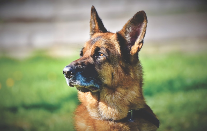 brown, animal, animal portrait, pets, dog, purebred dog, vertebrate, domestic, field, looking, looking away, domestic animals, german shepherd, schäfer dog