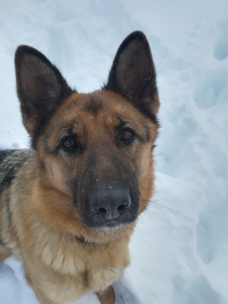 animal, comfort, shepherd, training, 4K, no people, heat, german shepherd, mans best friend, one animal, good, wool, winter, view, portrait, nature, vertebrate