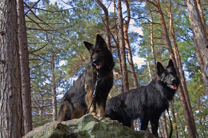predator, break, dog trekking, belgian, Schäfer, tree trunk, land, animal, mammal, german shepherd, outdoors, pets, schäfer dog, tree, walk, rest, grey