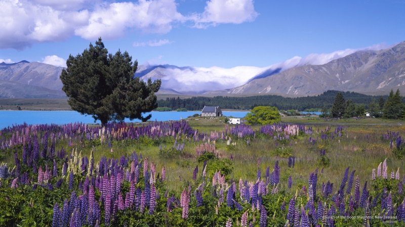shepherd, good, 2K, church, Oceania, new, zealand