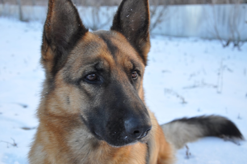 snow, cold, domestic, pets, mans best friend, living nature, winter, training, shepherd, no people, focus on foreground, canine, clever dog, domestic animals