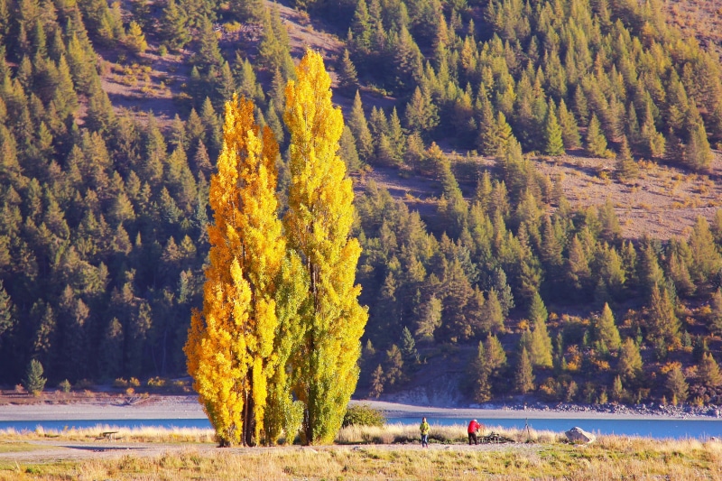 beauty in nature, land, coniferous tree, pine tree, historic, church, change, new zealand, no people, famous, day, lake, fall, tranquil scene, plant, 2K