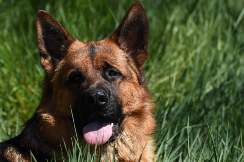 no people, animal mouth, tired, cute, young dog, lying dog, snout, facial expression, animal, schäfer, animals, sticking out tongue, one animal, portrait