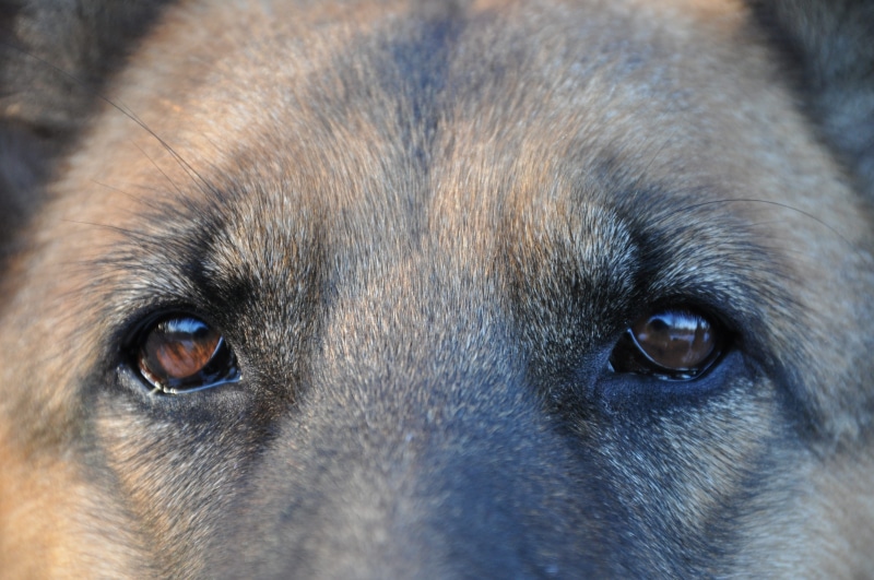mans best friend, dog eyes, domestic animals, portrait, vertebrate, animal body part, close-up, smart, canine, pets, domestic, view, beast, concentration