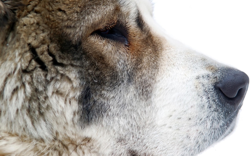 whisker, domestic, no people, Look, canine, Profile, mammal, domestic animals, Good, portrait, Central asian shepherd dog, one animal, Muzzle, looking