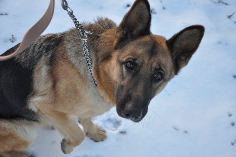 surprise, fur, domestic animals, field, mans best friend, cold, snow, outdoors, shepherd, no people, clever dog, land, one animal, training, nature, cold temperature