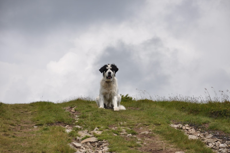 mountains, field, one animal, wool, domestic animals, vertebrate, smile dog, good, day, 4K, pets, animal, cloudy sky, white dog, view, no people, pet