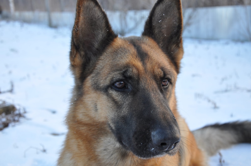home, ears, dog eyes, 4K, cold, one animal, living nature, animal, clever dog, covering, pets, purebred dog, shepherd, portrait, cold temperature, vertebrate
