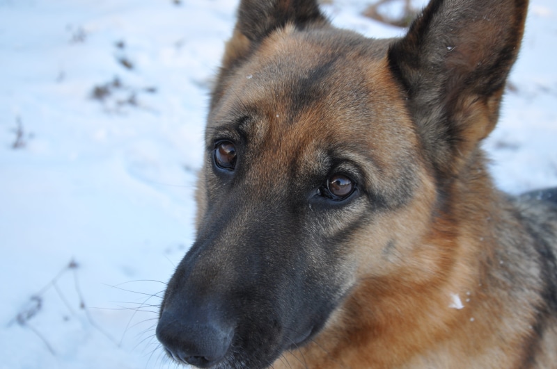 nose, domestic animals, field, cold temperature, mammal, mans best friend, dog eyes, purebred dog, winter, animal, shepherd, close-up, one animal, pets