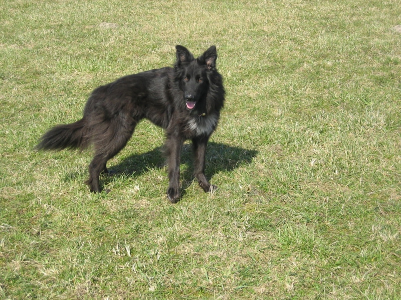 dog, 1080P, schäfer dog, canine, domestic, grass, green color, one animal, fur, domestic animals, hybrid, mouth open, vertebrate, german Shepherd, pet