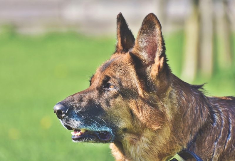 dog, animal body part, vertebrate, close-up, looking away, domestic, nature, mammal, focus on foreground, good aiderbichl, canine, side view, sit, guard dog