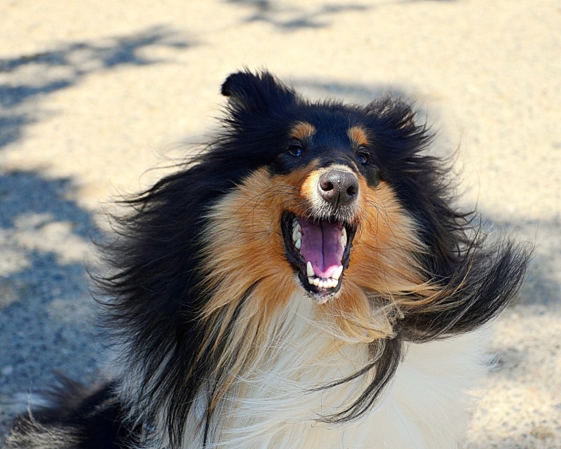 animals, protruding, vertebrate, nose, cute, domestic animals, 2K, fur, hair, eyes, mouth, attention, good, canine, mouth open, collie, one animal, shepherd