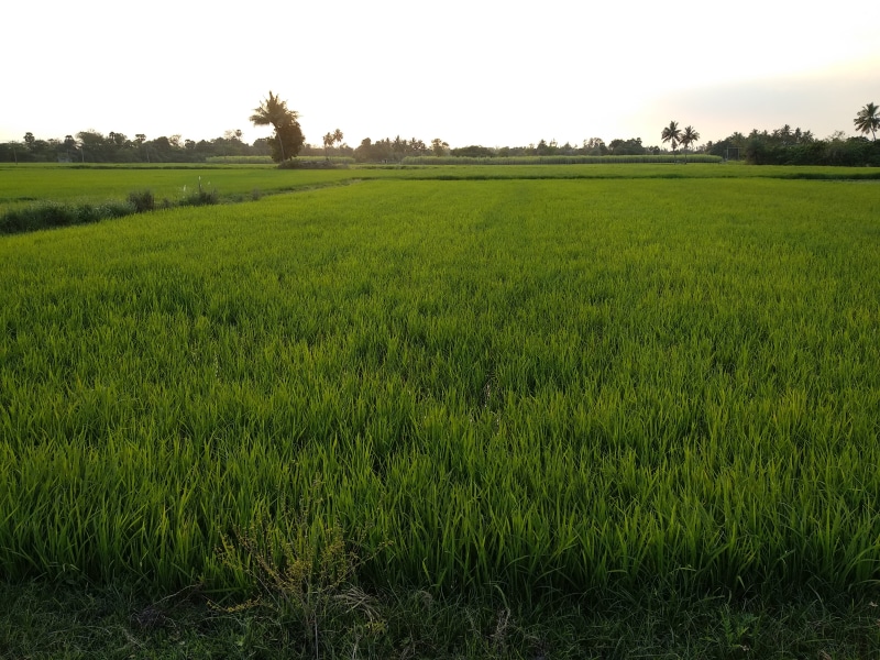 grass, visamangalam, tree, chetpet road street vinayagar kovil, woodland, plant, tranquil scene, no people, countryside, grassland, forest, plantation