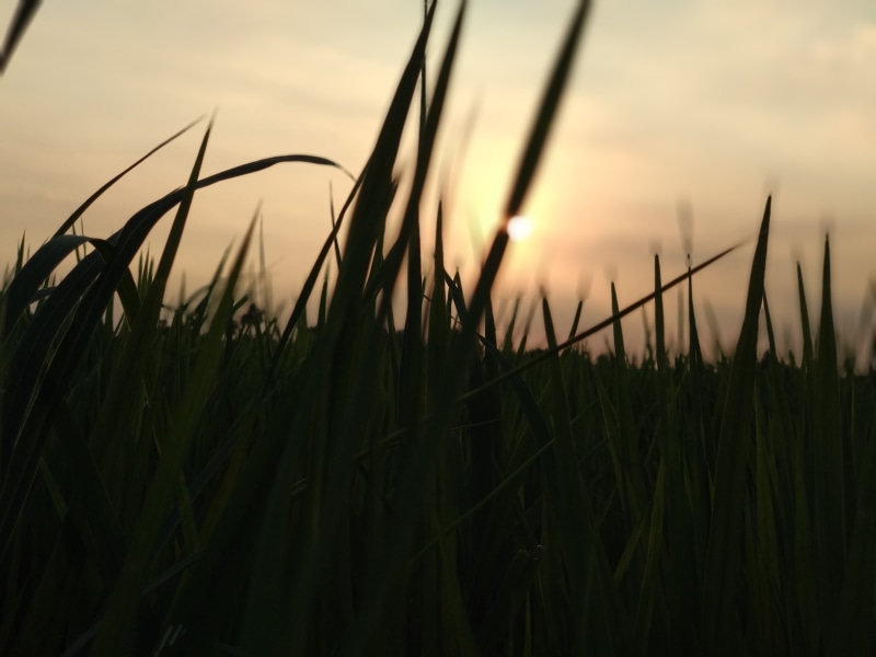 beauty in nature, cereal plant, nature, sunset, vegetation, farm, lawn, rural scene, sky, growth, land, tranquility, 4K, outdoors, india, tranquil scene