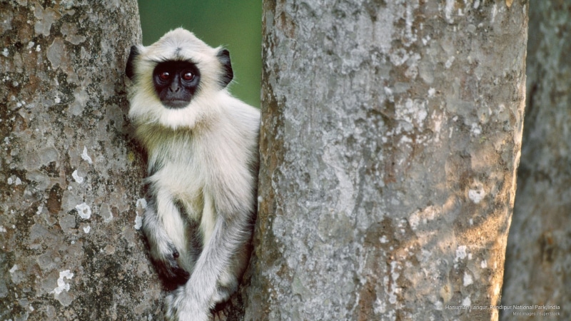 2K, national, Animals, langur, bandipur, park, hanuman, india