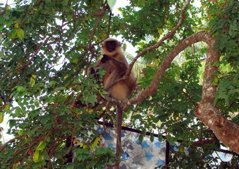 animal themes, plant part, leaf, sitting, nature, branch, monkey, langur, mammal, animals in the wild, 2K, semnopithecus, one animal, day, india, growth