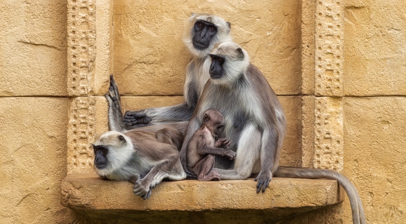 langurs, Hanuman langurs, wildlife, sitting, primates, animal family, Young, Wall, Baby, Cute, Monkeys, animal themes, primate, group of animals, Species