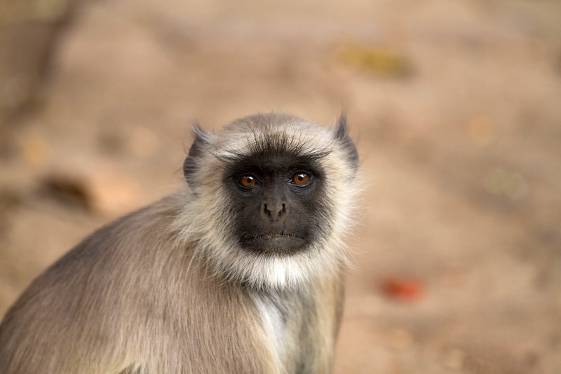 animal themes, ape, primate, animals in the wild, vertebrate, mammal, gray langur, animal eye, contemplation, Monkey, people, animal body part, focus on foreground