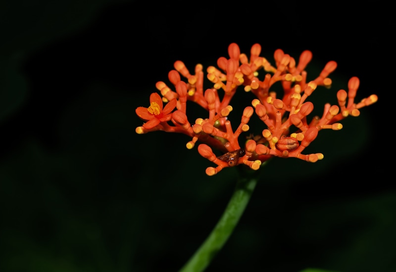 ornamental garden, plant, inflorescence, outdoors, nature, growth, no people, springtime, flower, petal, black background, beauty in nature, orange color