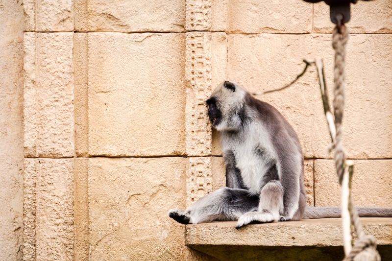 monkey, grey langur, zoo, semnopithecus, vertebrate, sadness, mammal, outdoors, primate, one animal, alone, built structure, domestic, hopeless, langur