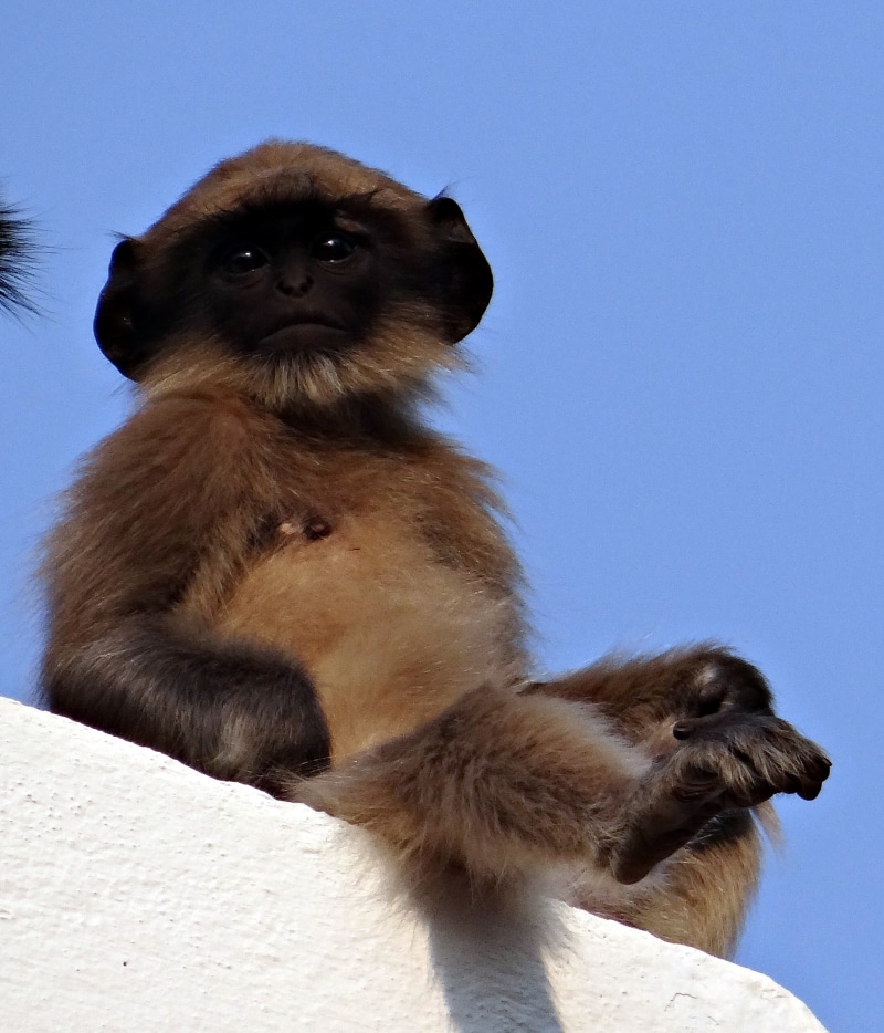 clear sky, animal, domestic animals, dharwad, langur, baby, cat, brown, india, gray langur, no people, domestic, low angle view, wall, 1080P, domestic cat