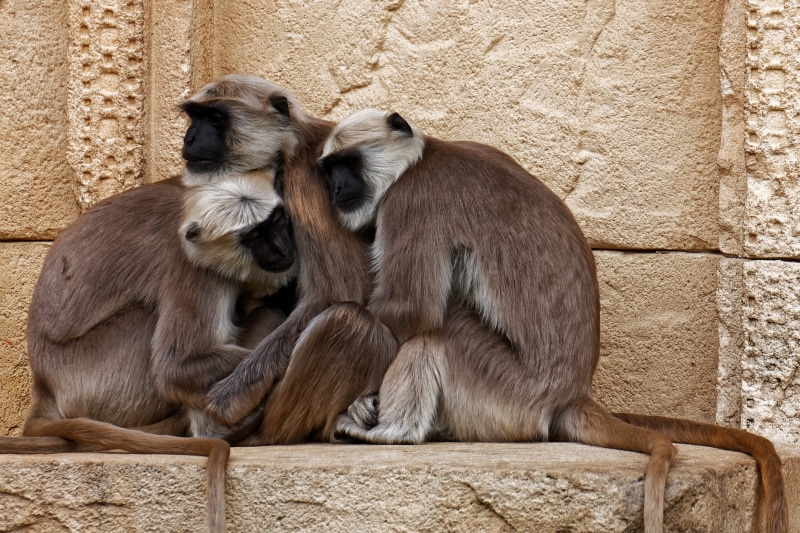 hanuman langur, animal wildlife, nature, zoo, sitting, animals in the wild, 2K, monkey, vertebrate, animal themes, snuggle, mammal, community, animal family