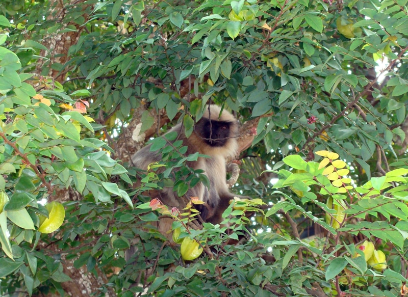 no people, langur, leaf, vertebrate, hanuman, growth, animal, plant part, green color, monkey, animal themes, animal wildlife, india, fauna, dharwad, animals in the wild
