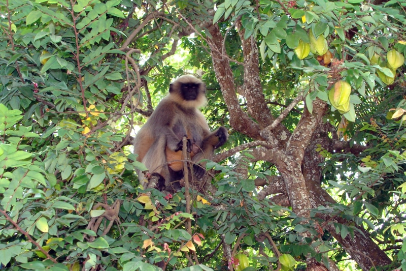 asia, mammal, starfruit tree, primate, fruits, forest, cute, india, macaque, ape, Semnopithecus, green color, plant, one animal, animal themes, leaf Monkey