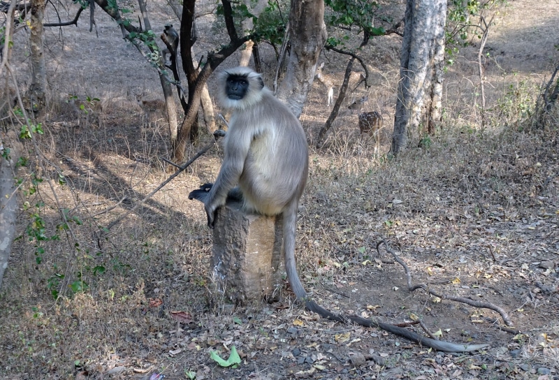 india, animals in the wild, nature, tropical, langur, 2K, tree, standing, one animal, national park, wildlife, tulsishyam, gray langur, full length, old world monkey