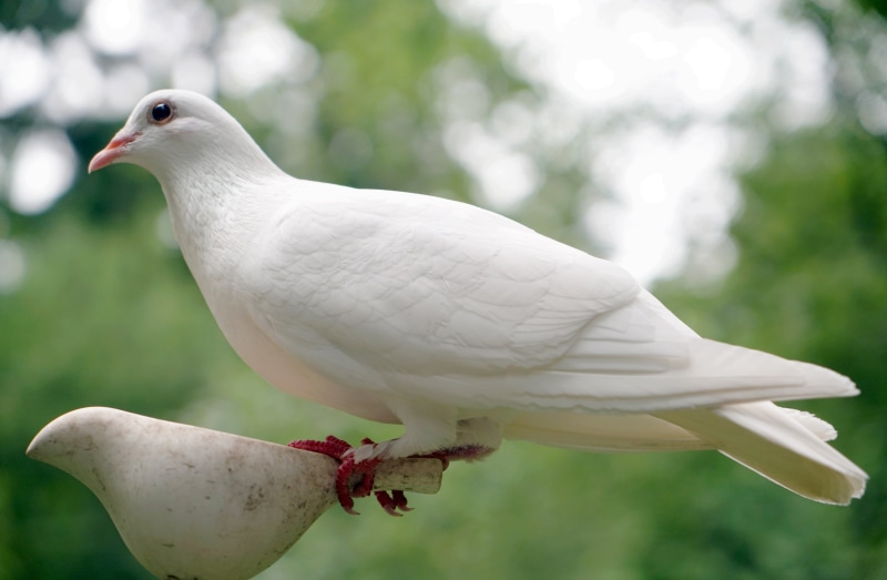 nature, feather, hopeful, religion, pigeon, animals in the wild, hope, full length, beauty in nature, holy, one animal, white color, outdoors, dove, peace