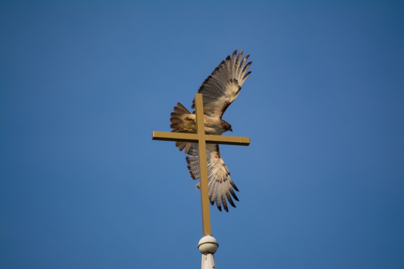 peace, eagle - Bird, animal themes, religion, spread wings, flying, nature, day, outdoors, no people, Wings, wings, Cross, christian, animal wildlife, animal
