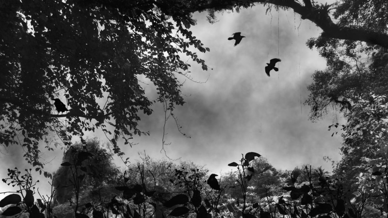 black and white, trees, mystical, 1080P, death, 3d and abstract, birds, firefox persona, rest, mist, ravens