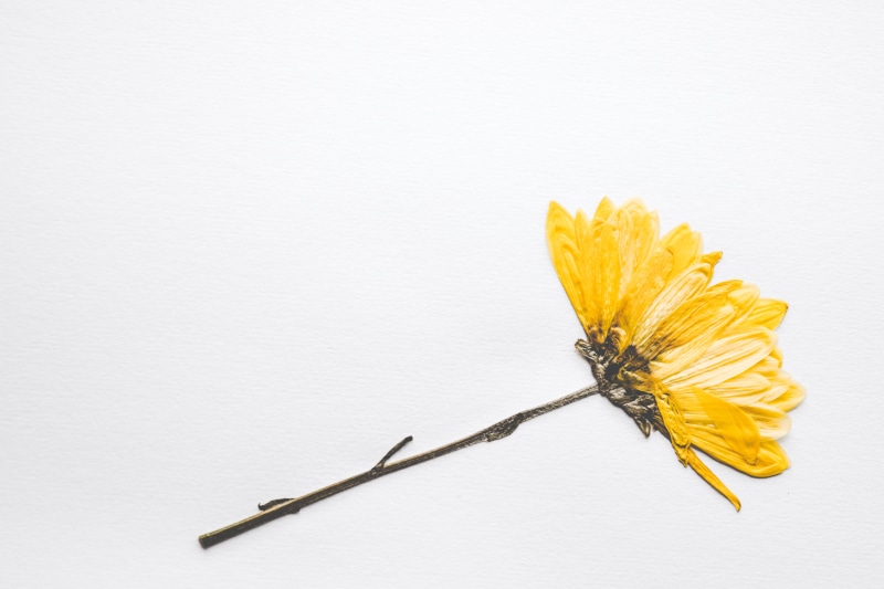 beautiful, wild, spaghetti, no people, white background, freshness, copy space, dried, new, sun, petals, vulnerability, plant, wild flowers