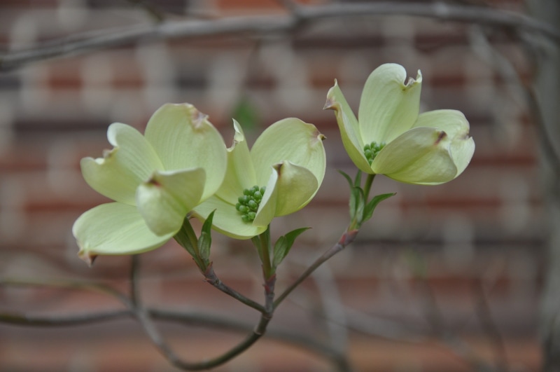 blossom, savior, Plant, focus on foreground, Spring, fragility, wild, church, pray, heaven, wildflower, springtime, Flora, resurrection, prayer, holiday