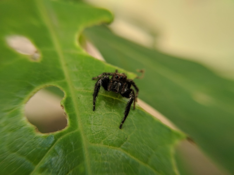 little, closeup, animals in the wild, leaves, animal, zoology, arthropod, bugs, day, outdoors, invertebrate, green, green color, plant, eyes, selective focus