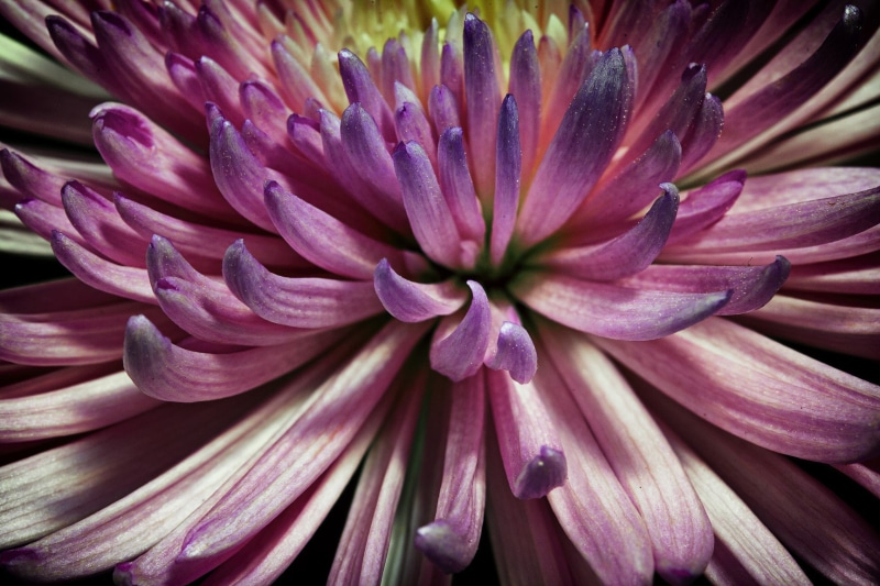 720P, px, macro, shri, colorful, plants, 500px, Shri Rabilall, rabilall, hd, x, nature, art, 1728x1152 px