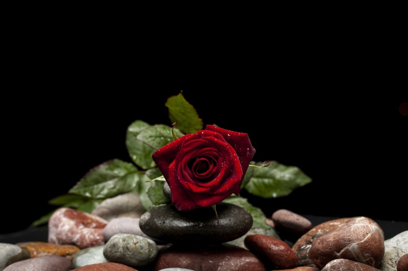 celebration, symbol, freshness, 14, romantic, wedding, gift, honeymoon, nature, woman, bouquet, beauty in nature, offer, happiness, rose, vulnerability