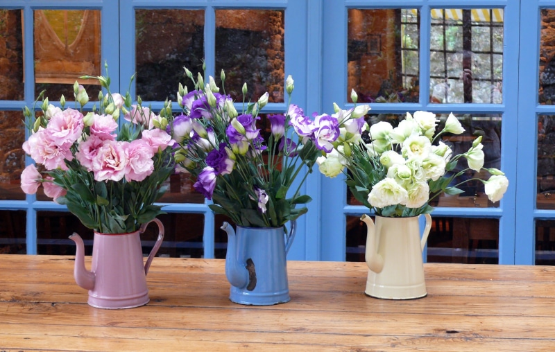 multi colored, brown, wood - Material, no people, open, flower, white eyelet, blue carnation, surface, flower head, pink, plant, carnation pink, flowers