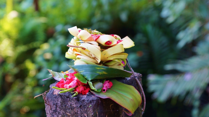 bali, tree, no people, freshness, yellow, offering, flowering plant, plant, creativity, day, close-up, fragility, growth, representation, 5K, food, flower