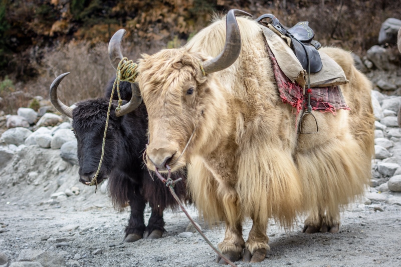 day, nandi, focus on foreground, livestock, Manali, animal wildlife, Cattle, animal, Horns, animal themes, land, solang, Himalayas, mammal, herbivorous
