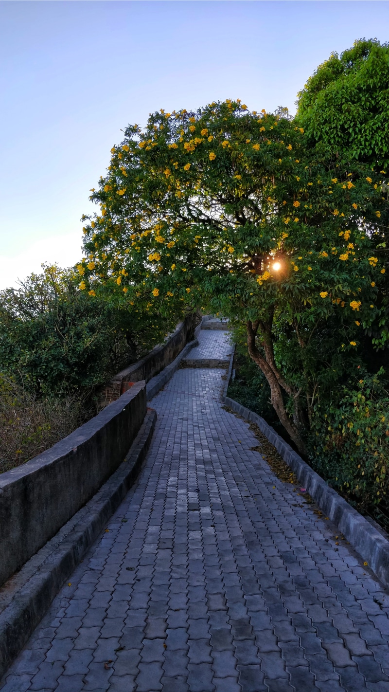 india, nature, garden, summer, flowers, paving stone, yellow, plant, architecture, growth, park - man made space, beauty in nature, no people, the way forward