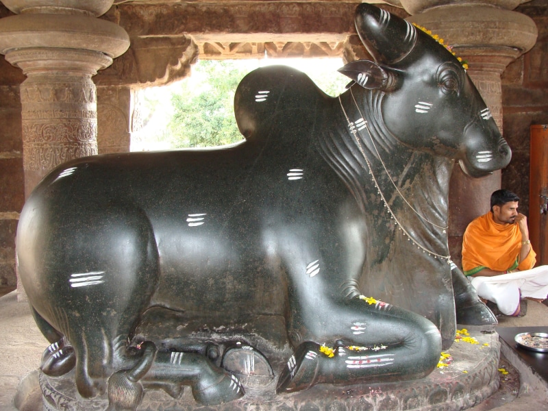 male likeness, india, temple, craft, indoors, bull shrine, religion, architecture, built structure, mammal, monuments, travel, no people, nandi, statue