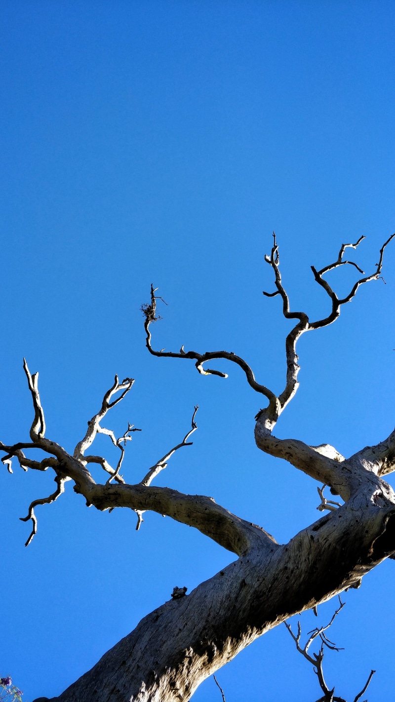 bird, animals in the wild, no people, shotononeplus, smartphone photography, bare tree, leafless, tree, animal themes, animal wildlife, sky, barks, scenics - nature