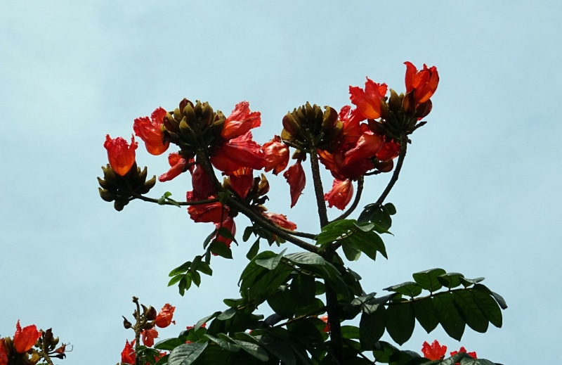 flower, close-up, red, flower head, outdoors, sky, low angle view, fragility, inflorescence, spathodea, dharwad, beauty in nature, plant, india, vulnerability