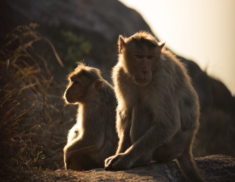 nandi hills, focus on foreground, animal family, mammal, animals in the wild, morning, day, group of animals, primate, animals, young animal, togetherness