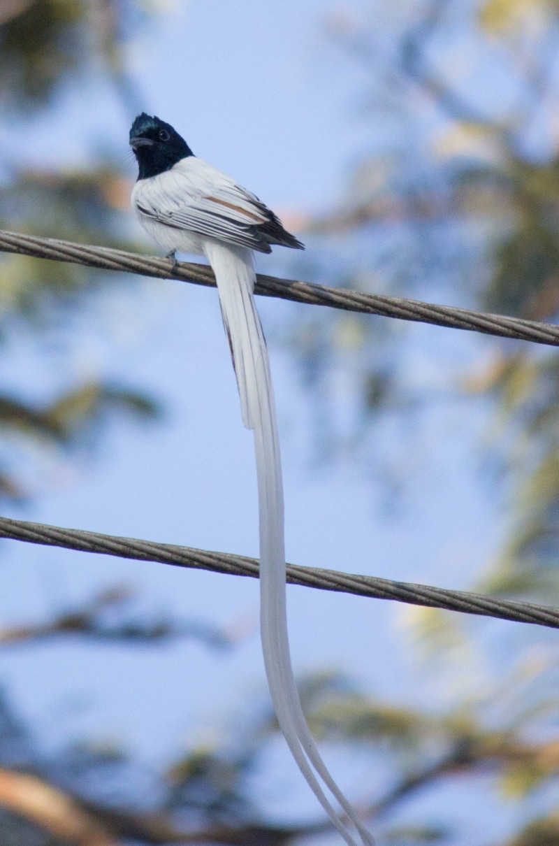 vertebrate, birds, focus on foreground, animal wildlife, india, bird, nandi hills, zoology, no people, animal themes, animal, perching, outdoors, animals in the wild