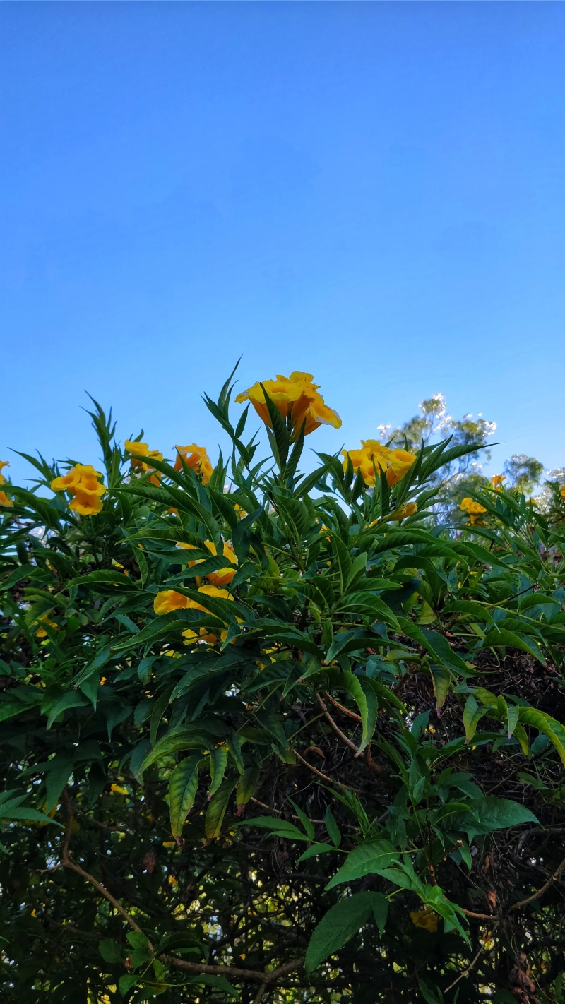 growth, close-up, beauty in nature, green, leaf, shotononeplus, outdoors, green color, yellow, day, hedge, india, nature, flower, freshness