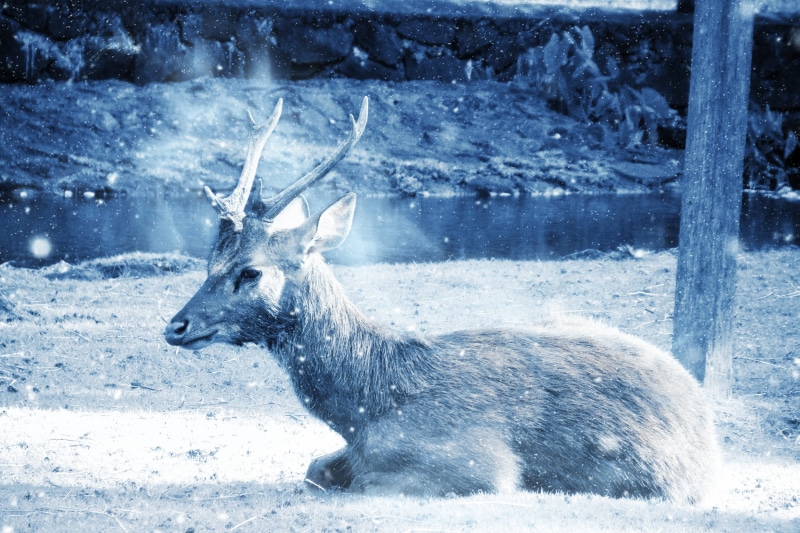 winter, water, wet, landscape, snow, cold, sepia, animal, day, profile view, icy, ground, animal wildlife, mammal, wild, cold temperature, environment