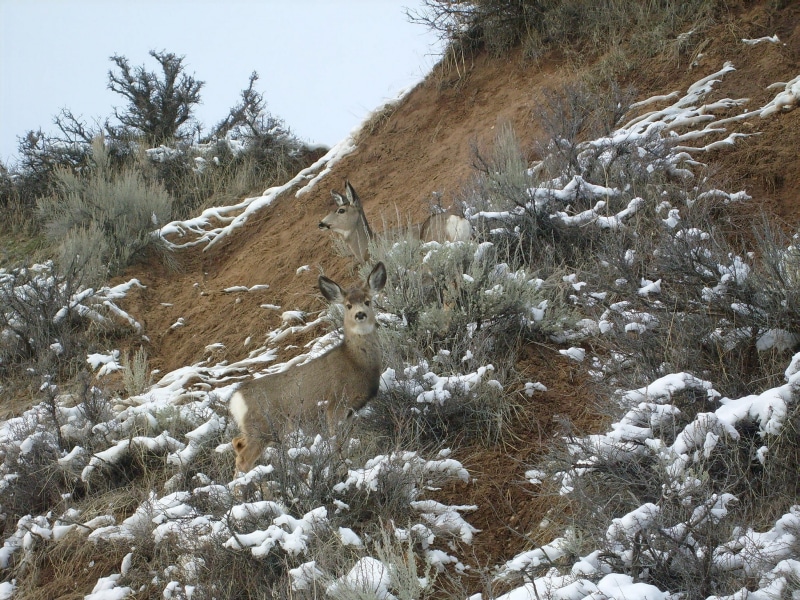 plant, frozen, landscape, food, color Image, female, wild, Wildlife, fauna, tail, brown, mammal, climate, meat, white, hunt, venison, cold, wilderness